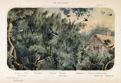 Birds of the country shown in their natural surroundings