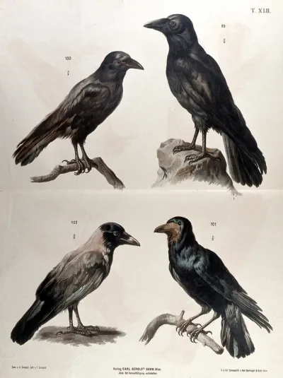 Birds of the crow family: four figures, including a crow, a raven and a rook