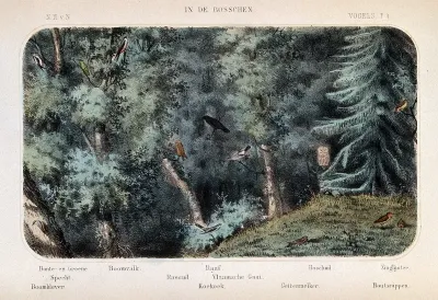 Birds of the forest shown in their natural surroundings