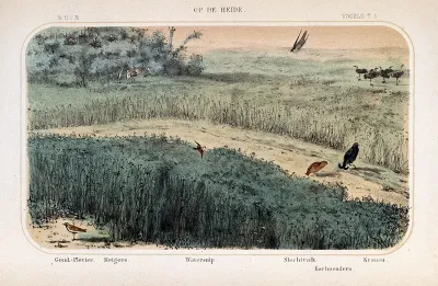 Birds of the heath and moorland shown in their natural surroundings
