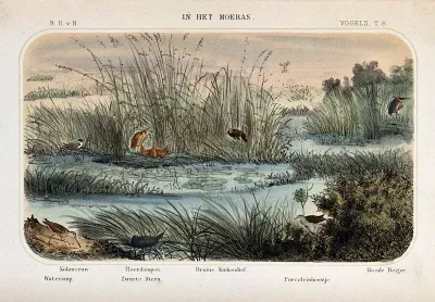 Birds of the marsh and swamp shown in their natural surroundings