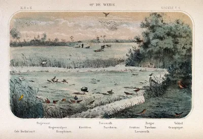 Birds of the meadow shown in their natural surroundings