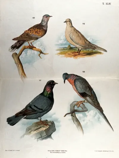 Birds of the pigeon family: four figures illustrating different varieties, including a collared dove