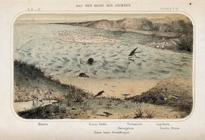 Birds of the river estuary shown in their natural surroundings