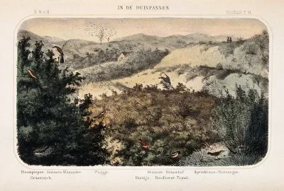 Birds of the sand dunes shown in their natural surroundings