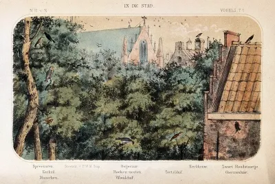 Birds of the town shown in their natural surroundings