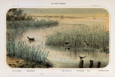 Birds of the waterside shown in their natural surroundings