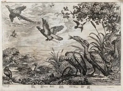 Birds on a river bank: teal, duck, cormorant, bittern, owl, hawk and pheasant