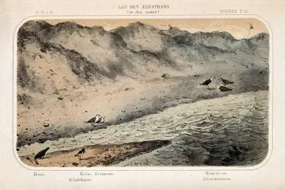 Birds typical of a beach in summer shown in their natural surroundings