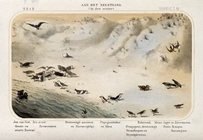 Birds typical of a beach in winter shown in their natural surroundings