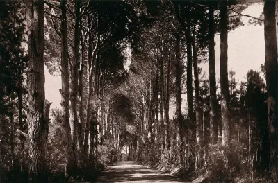 Bishop's Court, South Africa: an avenue