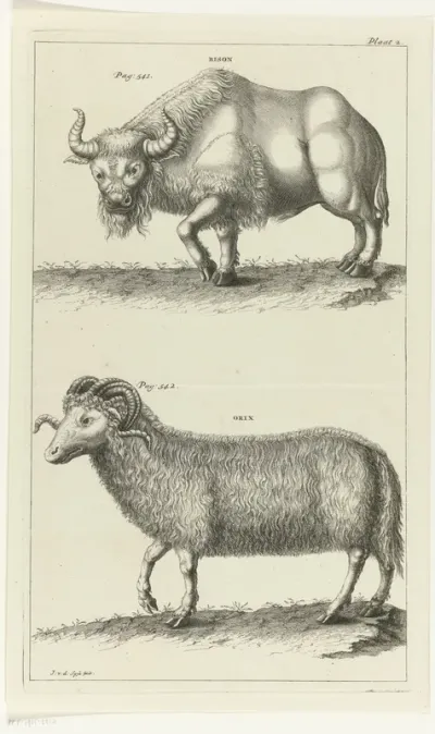 Bison en een oryx
