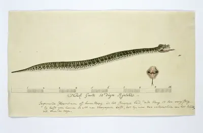 Bitis caudalis (Horned adder)