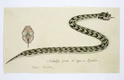 Bitis cornuta (Hornsman adder)