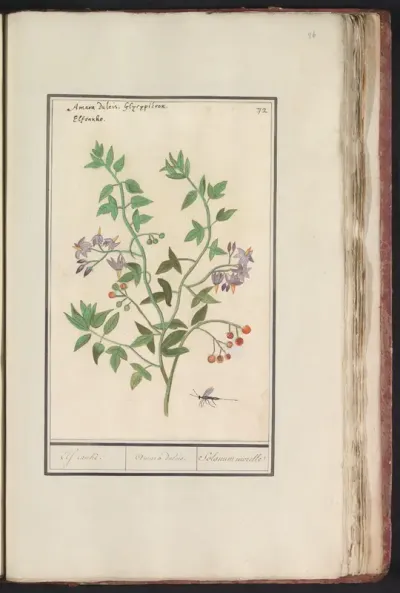 Bitterzoet (Solanum dulcamara)