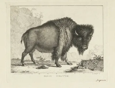 Bizon