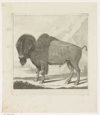 Bizon