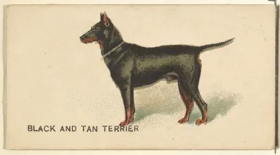 Black and Tan Terrier, from the Dogs of the World series for Old Judge Cigarettes