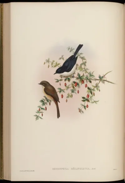 Black-and-White Bush-Chat