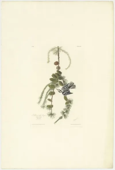 Black and White Creeper