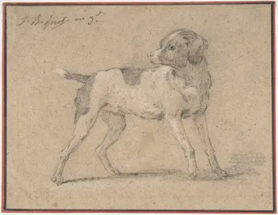 Black and White Dog, Head Turned to the Left