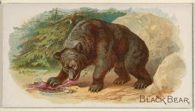 Black Bear, from the Quadrupeds series (N21) for Allen & Ginter Cigarettes