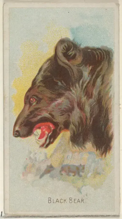 Black Bear, from the Wild Animals of the World series (N25) for Allen & Ginter Cigarettes