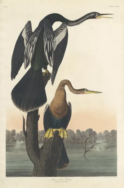 Black bellied Darter
