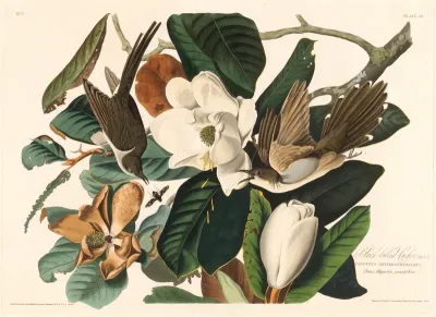 Black-billed Cuckoo