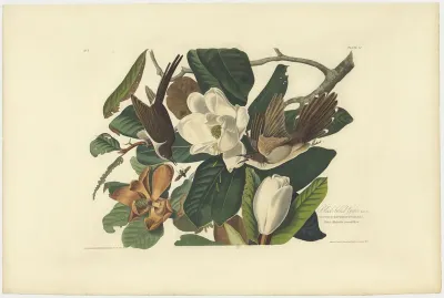Black billed Cuckoo