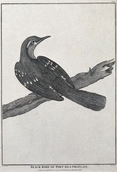 Black bird from Port des Francais