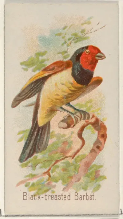 Black-breasted Barbet, from the Song Birds of the World series (N23) for Allen & Ginter Cigarettes