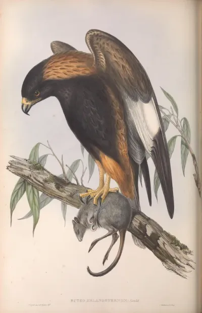 Black-breasted Buzzard