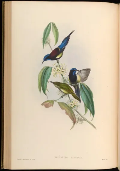 Black-breasted Sun-bird
