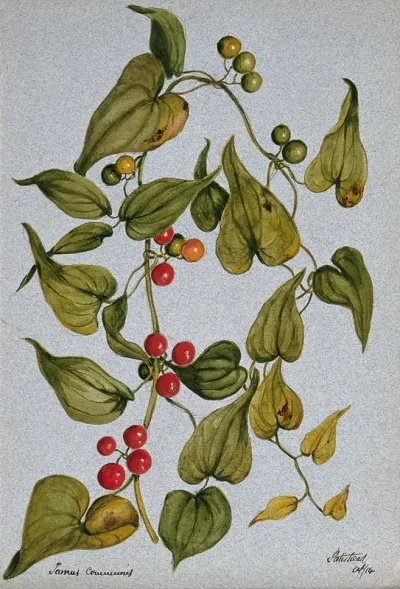 Black bryony or murraim berry plant (Tamus communis): fruiting stem