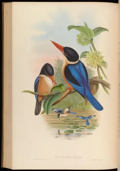Black-capped Kingfisher