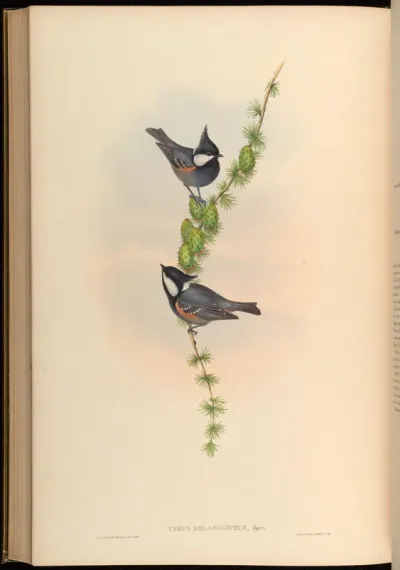 Black-crested Tit