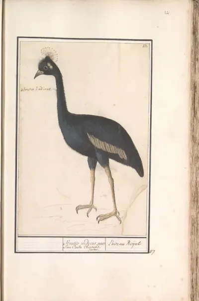 Black Crowned Crane (Balearica pavonina)