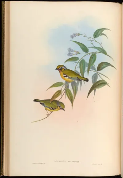 Black-eared Allotrius