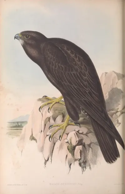 Black Falcon