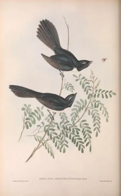 Black Fantailed Flycatcher