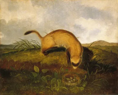 Black-Footed Ferret