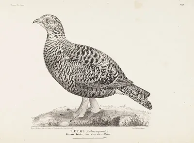 Black Grouse, Female, from the incomplete series Suomen Lintuja (Finnish Birds), No. 2,  1827