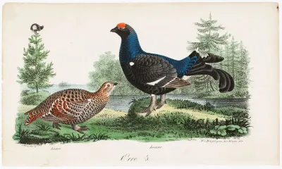Black Grouse, Male and Female. Illustration for Tidskrift för jägare och naturforskare (Nos. 2-3/1834, p. 821)