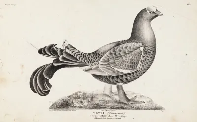 Black Grouse, Male, from the incomplete series Suomen Lintuja (Finnish Birds), No. 1,  1827
