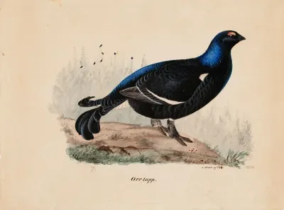 Black Grouse, Male