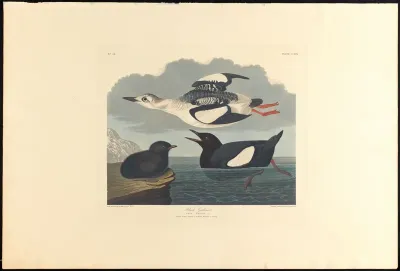 Black Guillemot