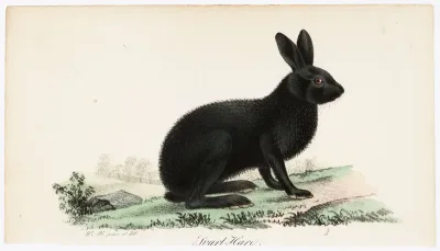 Black Hare, Illustration for Tidskrift för jägare och naturforskare (No. 5-6/1832)