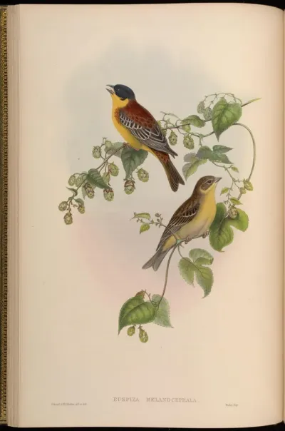 Black-headed Bunting