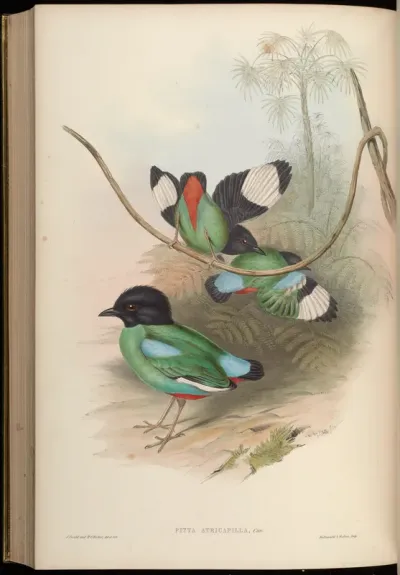 Black-headed Pitta